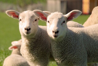 世界に生息3000種類のヒツジ達 | WooL LikE