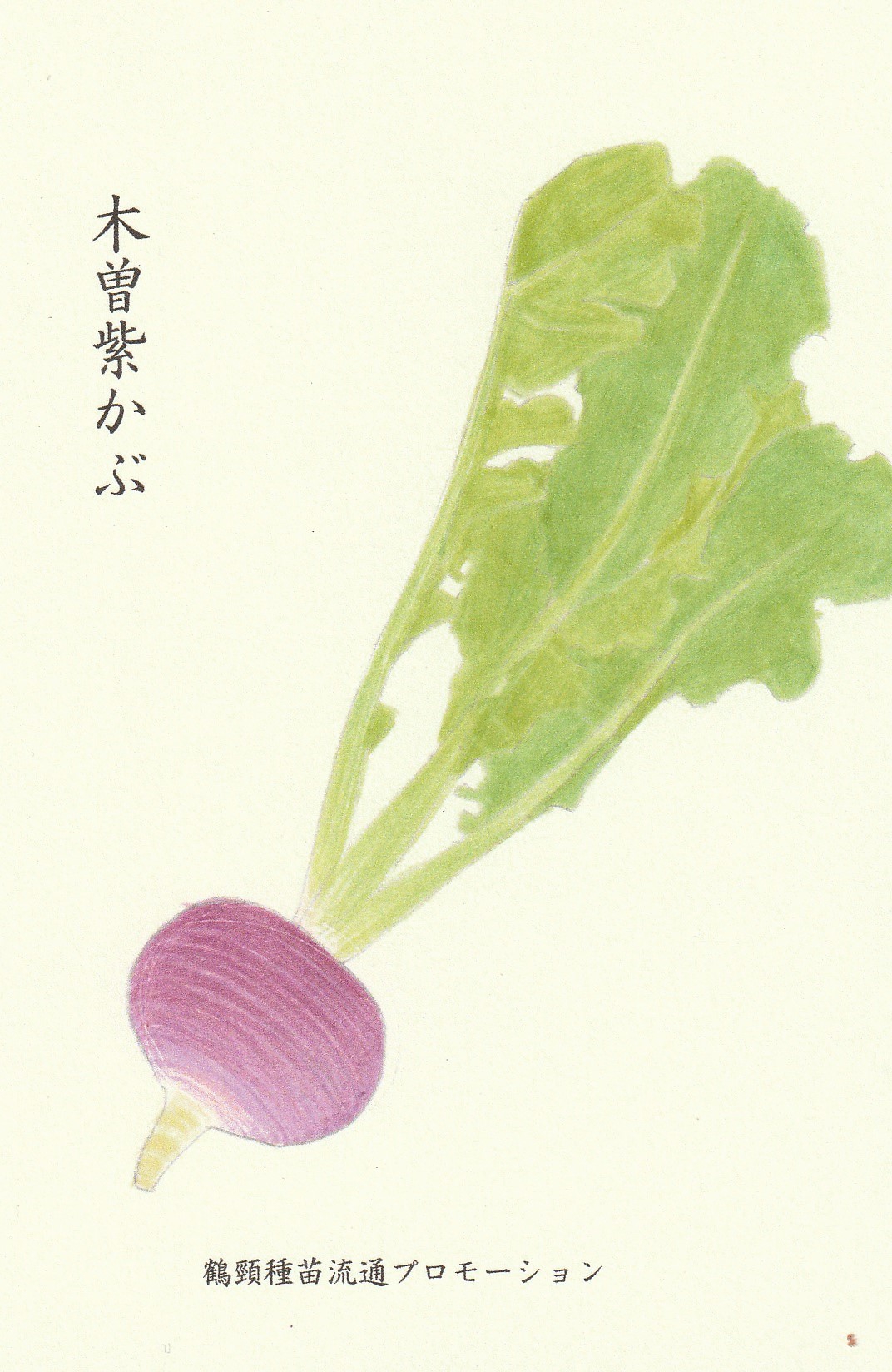 かぶ料理１２種類が信州産紫色のかぶ - 野菜