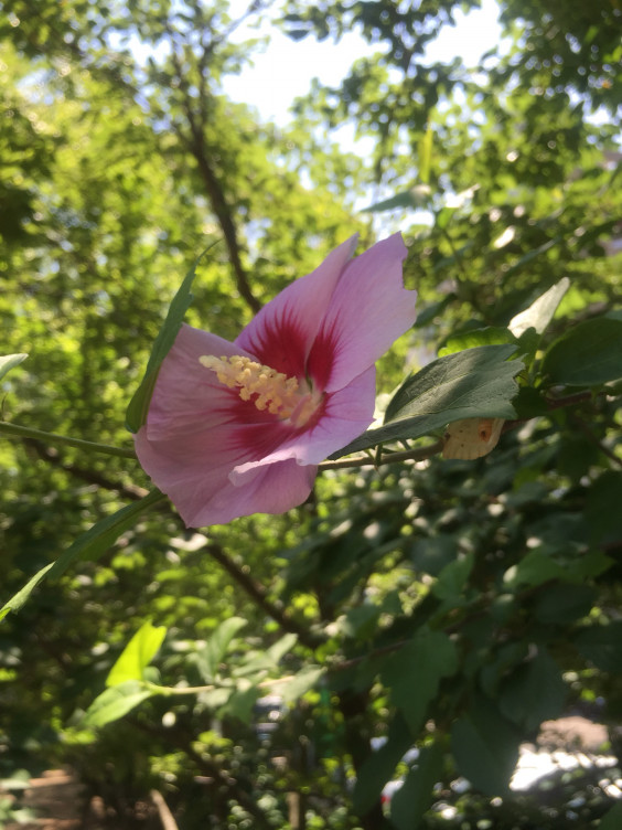 No 7 ムクゲ The Trees Of Peace Boulevard 平和大通りの樹木