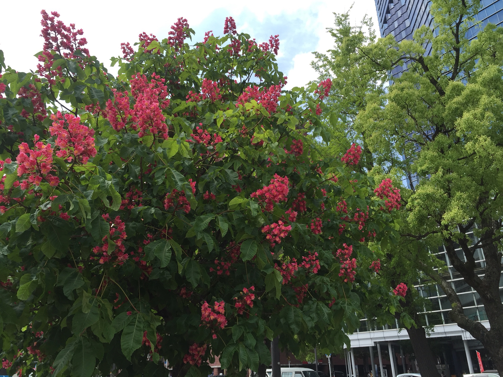 No 2 ベニバナトチノキ The Trees Of Peace Boulevard 平和大通りの樹木