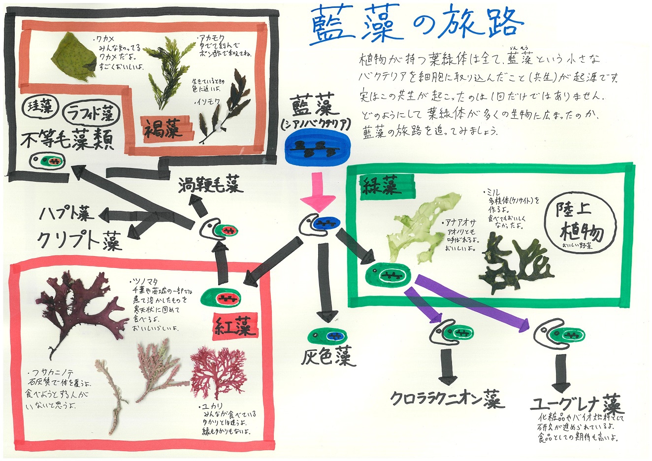 博物館学 作品投票結果 東京海洋大学 藻類学研究室