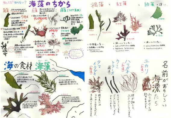 博物館学 作品投票結果 東京海洋大学 藻類学研究室 博物館学 作品投票結果 東京海洋大学 藻類学研究室