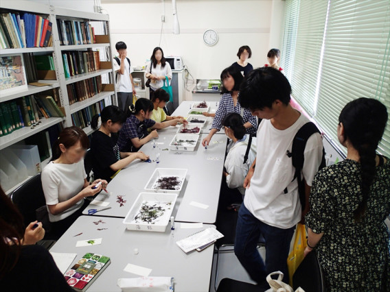 オープンキャンパス 東京海洋大学 藻類学研究室