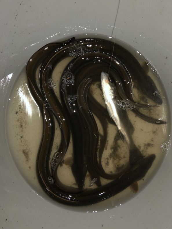 冬でも条件次第でいい成果 10円の仕掛けで 誰でも鰻が釣りたい放題