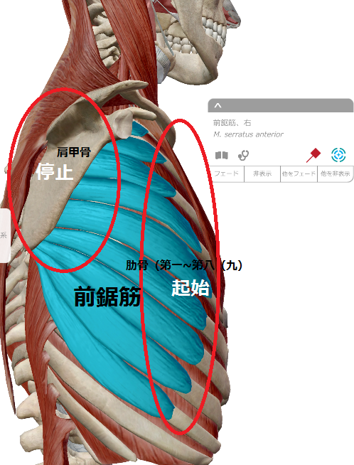 マタニティ鍼灸のmeilong 前鋸筋 恵比寿の美容鍼灸サロンmeilong恵比寿院