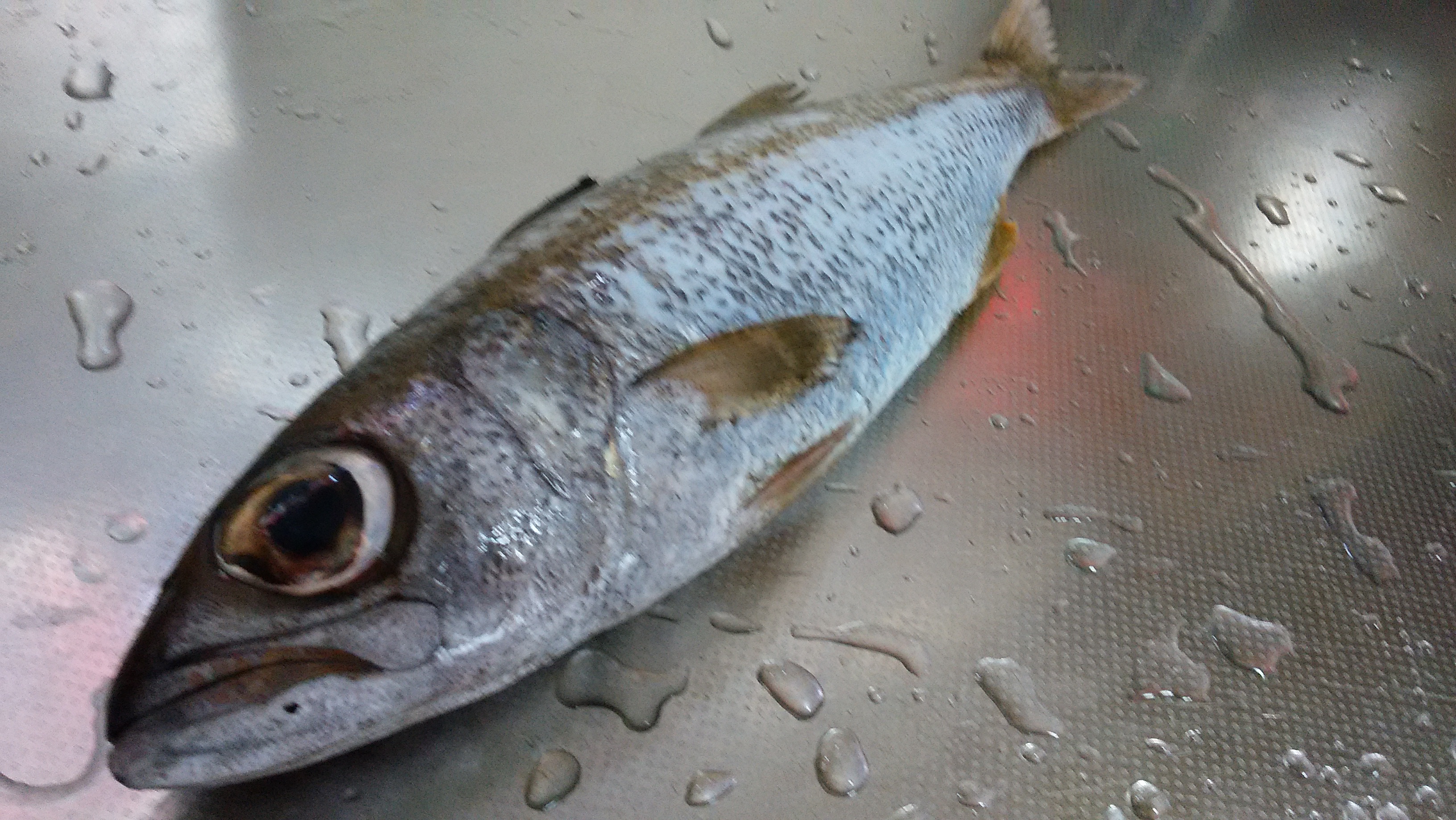 クロムツ 本ムツ 七尾港産 大得水産 株