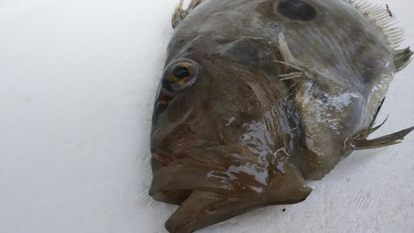 カガミダイ 七尾港産 大得水産 株