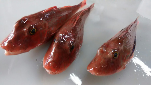 ホウボウ 七尾港産 大得水産 株