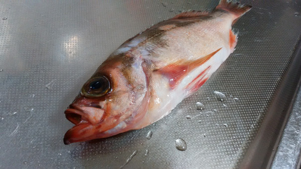 柳バチメ メバル 大得水産 株