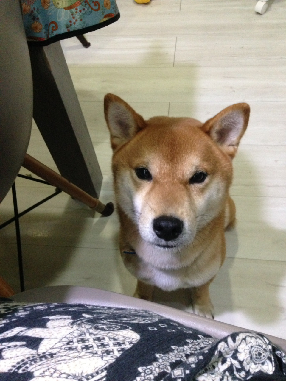 ちょいちょい 柴犬小鉄のタイ散歩 ちょいちょい 柴犬小鉄のタイ散歩
