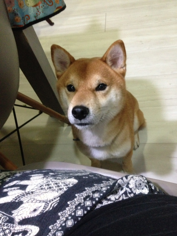 ちょいちょい 柴犬小鉄のタイ散歩 ちょいちょい 柴犬小鉄のタイ散歩