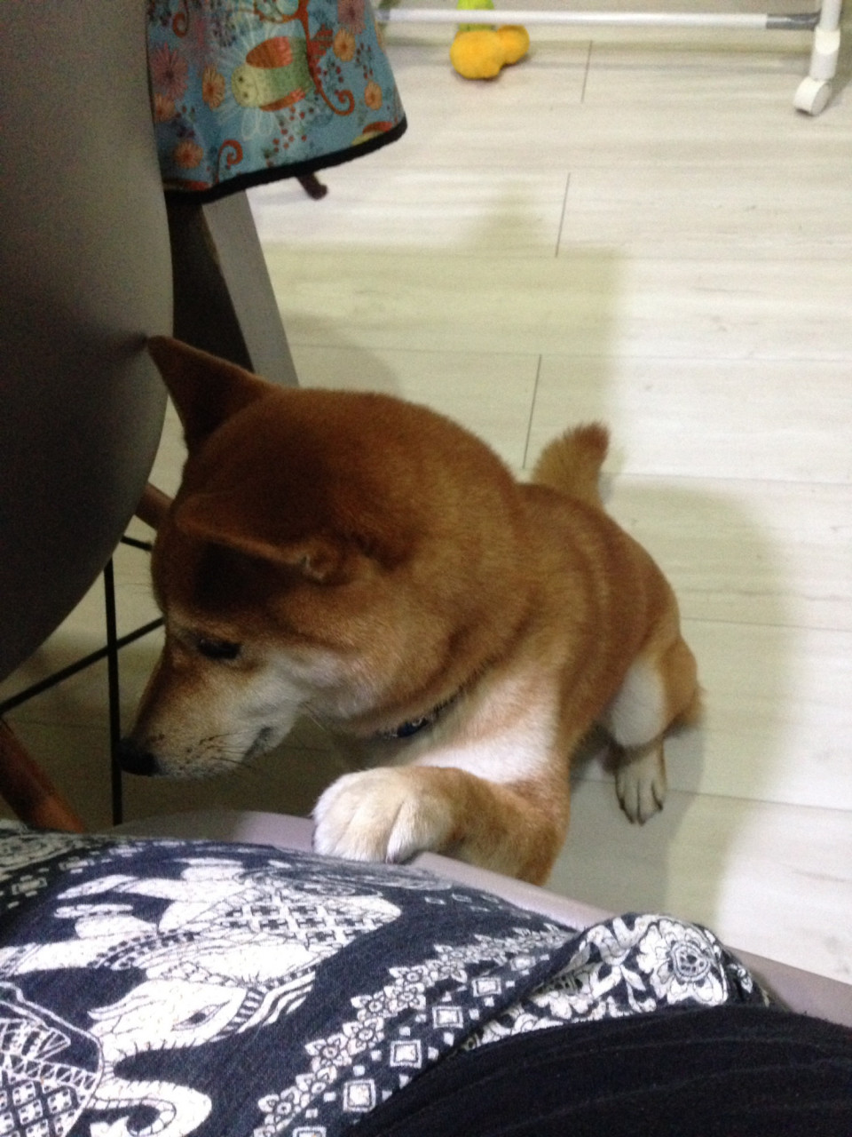 ちょいちょい 柴犬小鉄のタイ散歩 ちょいちょい 柴犬小鉄のタイ散歩