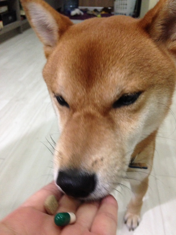 犬の薬の飲ませ方 我が家ver 柴犬小鉄のタイ散歩