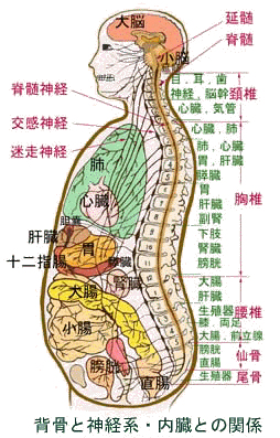 drtとは 健康整体 源 Minamoto drtとは 健康整体 源 Minamoto