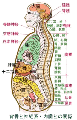 ｄｒｔとは 健康整体 源 Minamoto