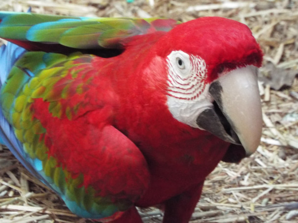 ミニミニ動物園にて 題名のない写真集 画像の著作権はフリーです