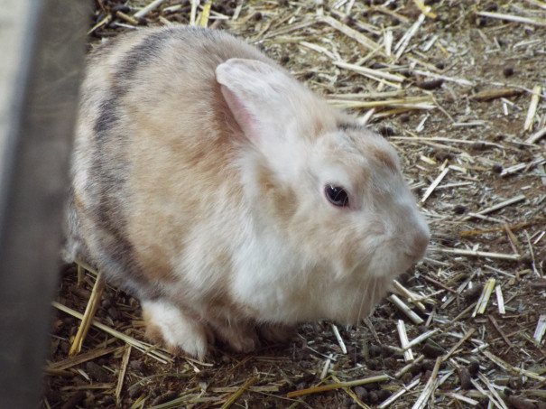 ミニミニ動物園にて 題名のない写真集 画像の著作権はフリーです