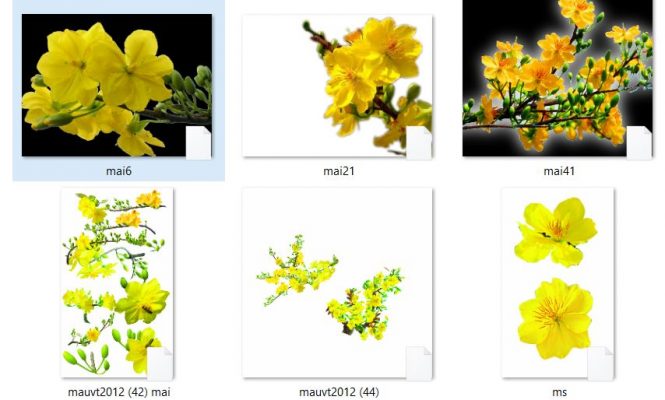 File Photoshop Hoa Mai [Share] | Đặt May Áo Thun Đồng Phục