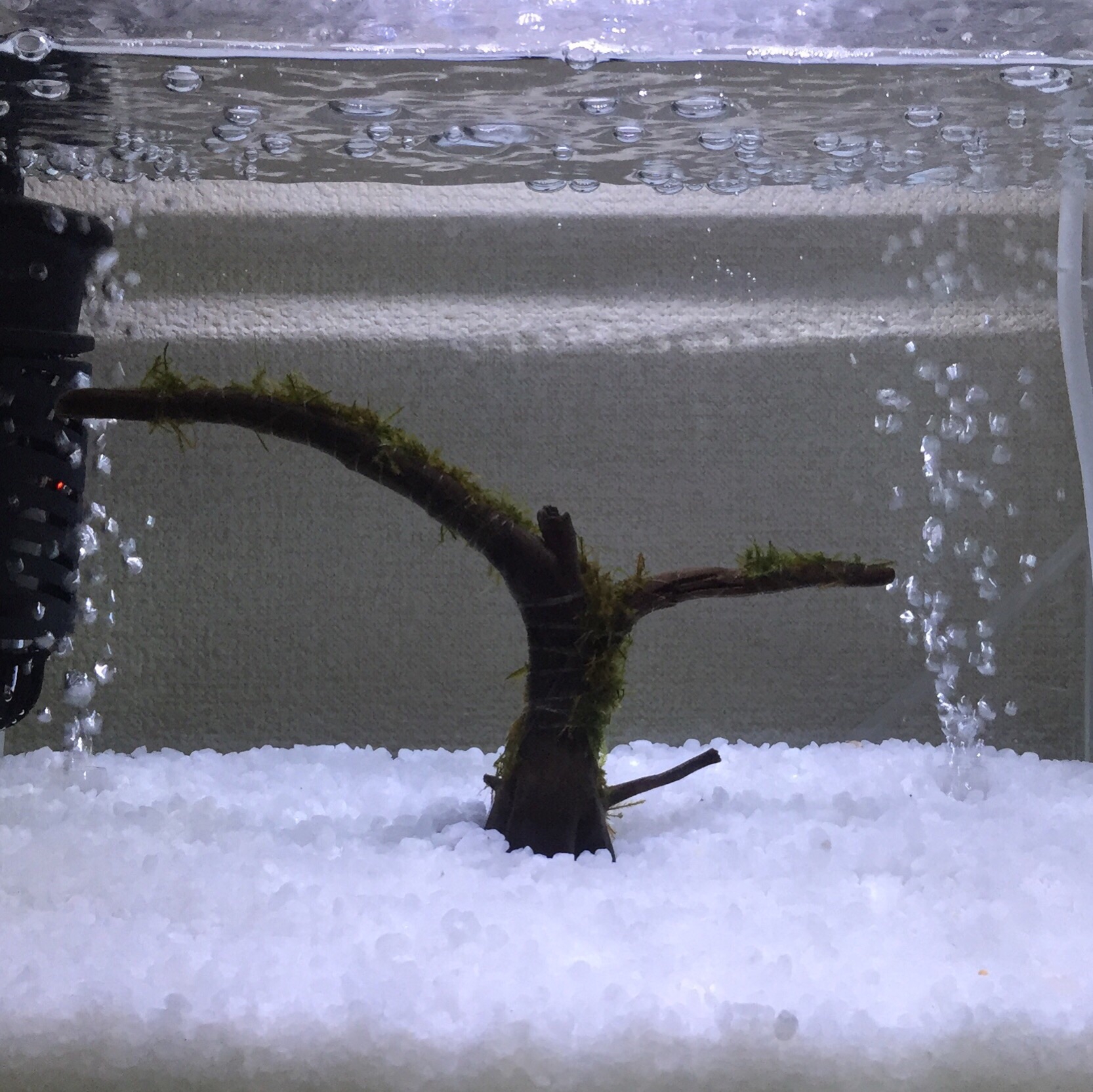 新種 スキー場水槽立ち上げ 動画付き おうちdeラボ うちラボ アクア 生き物情報ブログ 新種 スキー場水槽立ち上げ 動画付き おうちdeラボ うちラボ アクア 生き物情報ブログ