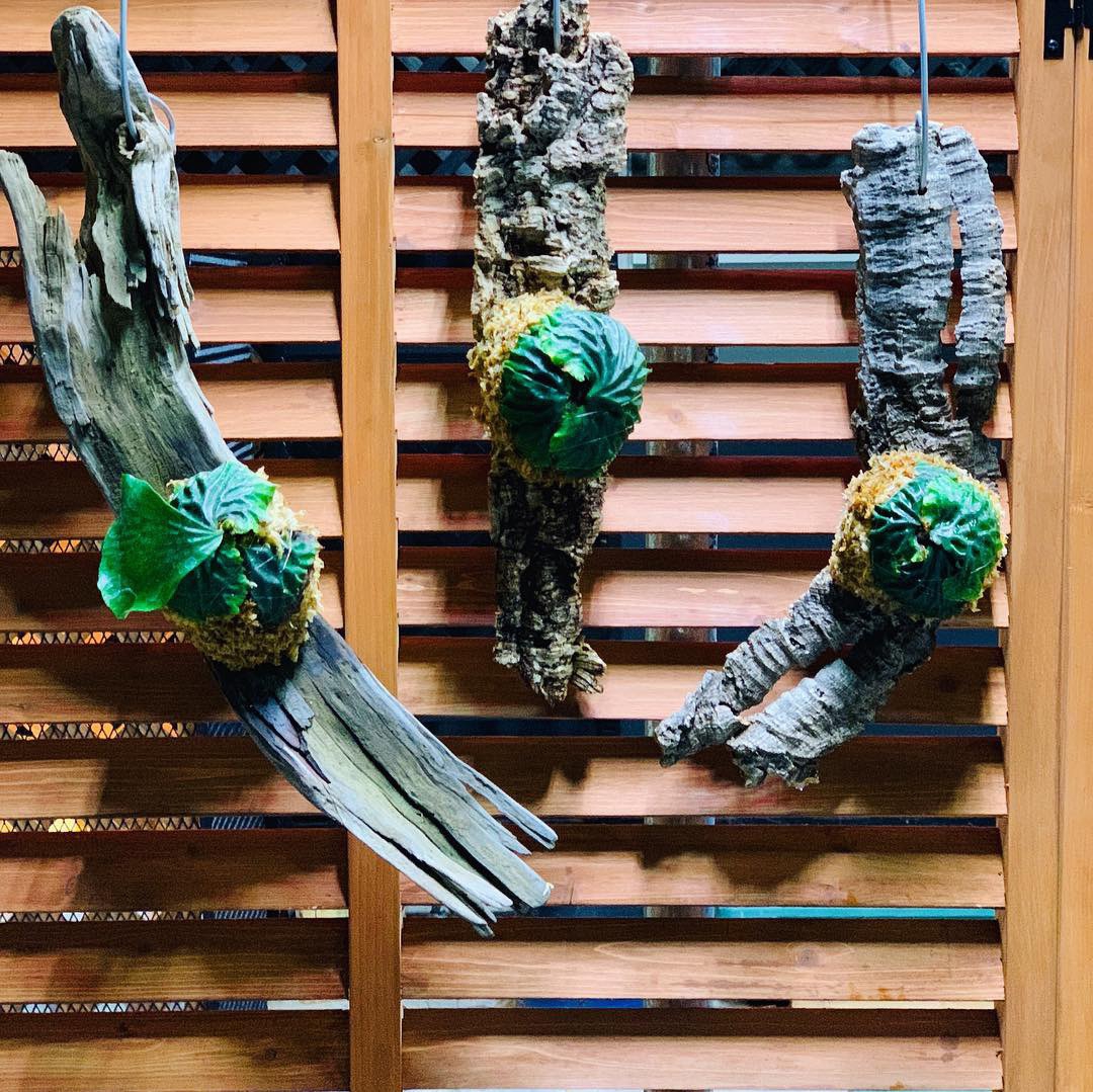 ビカクシダ マダガスカリエンセ コルク付け4 マダガスカリエンセ