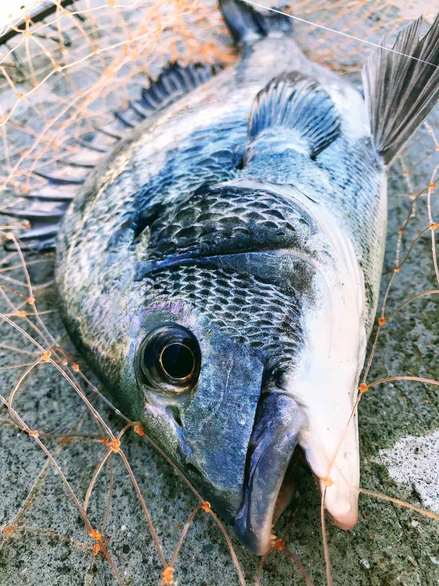 紀州釣りに挑む 巨ボラ禍におけるチヌ釣り考 8 29 Let Sgo Spooorn