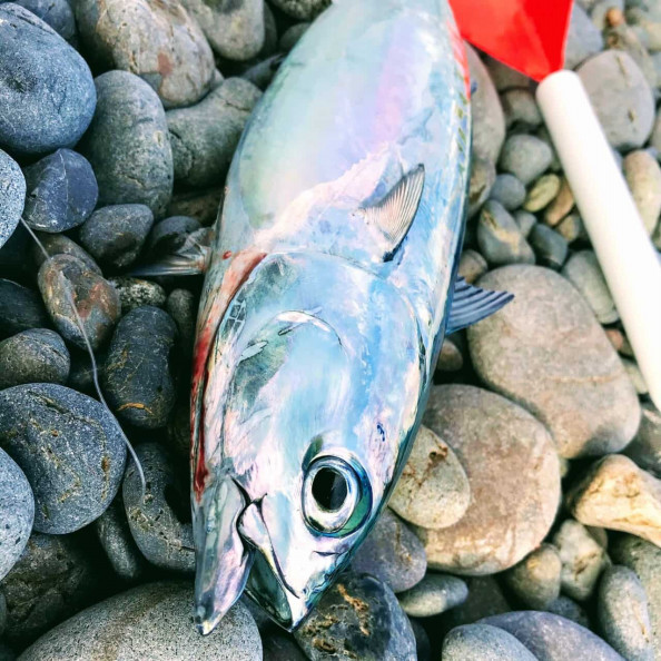 カゴ釣りに挑む 晩秋のエサ取りを交わしカツオやアジを狙う Let Sgo Spooorn