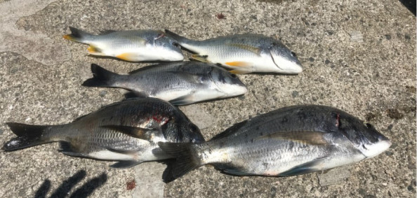 紀州釣りの釣り方ってたぶんこういうことだと思うんだよなオレ スポーンズ アイ 紀州釣りに挑む Let Sgo Spooorn