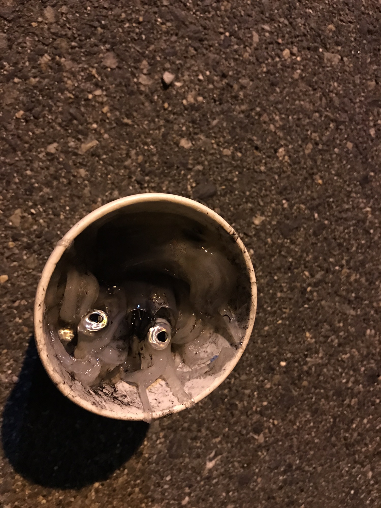 仁保 メバリング チイチイイカ 広島 コジコジの釣り日記