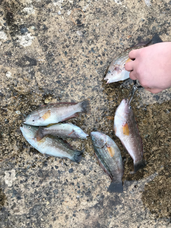 島根県 浜田 松原漁港 お魚センター周辺 胴付き 広島 コジコジの釣り日記