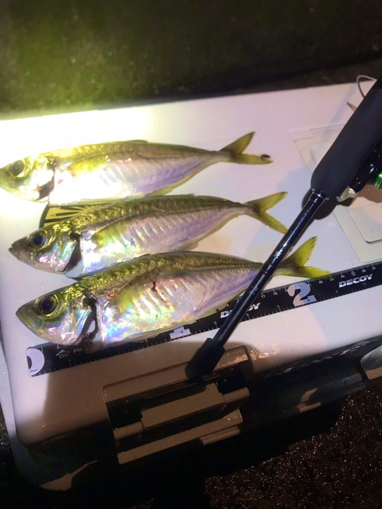 とびしま アジング アコウ 広島 コジコジの釣り日記 とびしま アジング アコウ 広島 コジコジの釣り日記