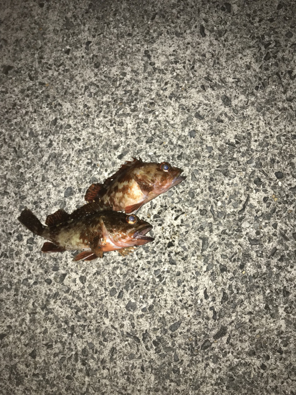 島根県 浜田 松原漁港 お魚センター周辺 胴付き 広島 コジコジの釣り日記