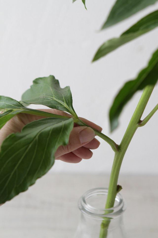 花講師直伝 芍薬の固いつぼみの開花方法 花と写真の教室 Shiu