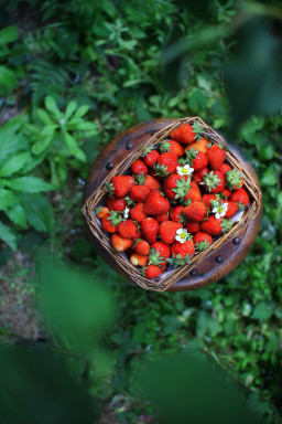 花のアトリエ Shiuの記事一覧 ページ4