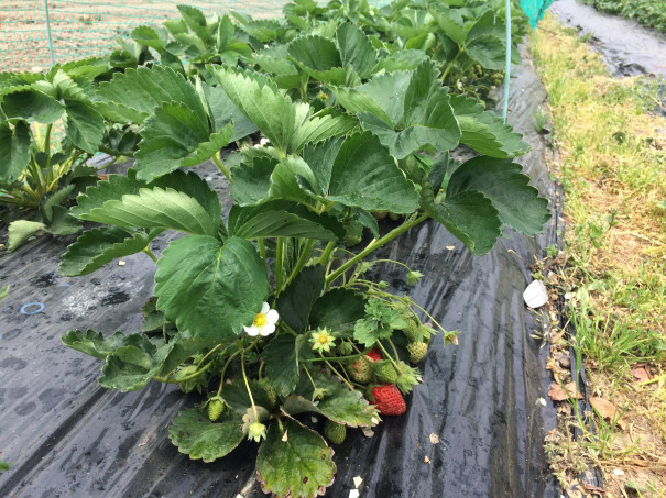 田畑のある暮らし 花のアトリエ Shiu