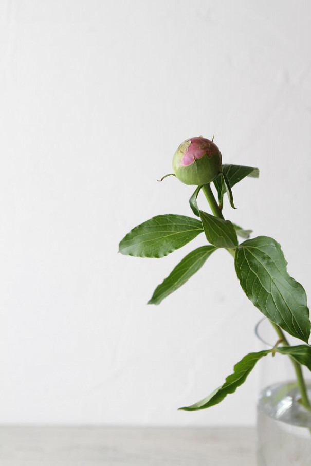 花講師直伝 芍薬の固いつぼみの開花方法 花と写真の教室 Shiu