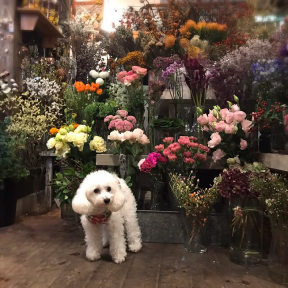 ３dogs Atelier Trefle