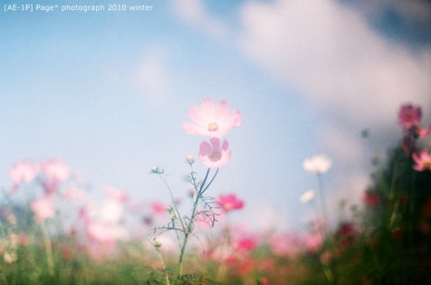 Ae 1p 最期待的冬天風景 花海 Page S
