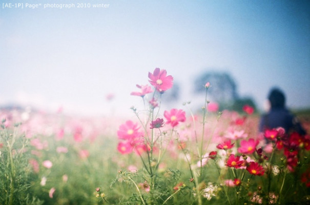 Ae 1p 最期待的冬天風景 花海 Page S