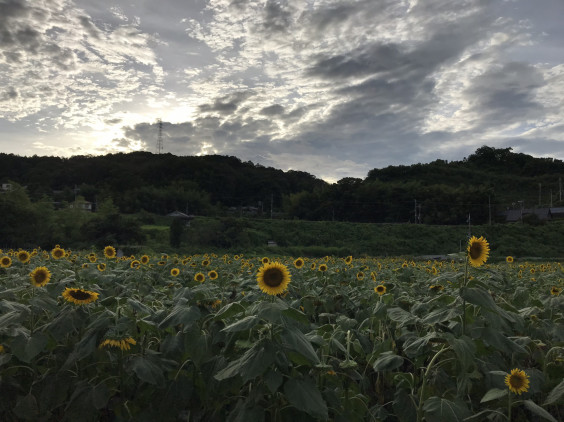 ひまわり畑 奈良県葛城市 Rad ラッド ひまわり畑 奈良県葛城市 Rad ラッド
