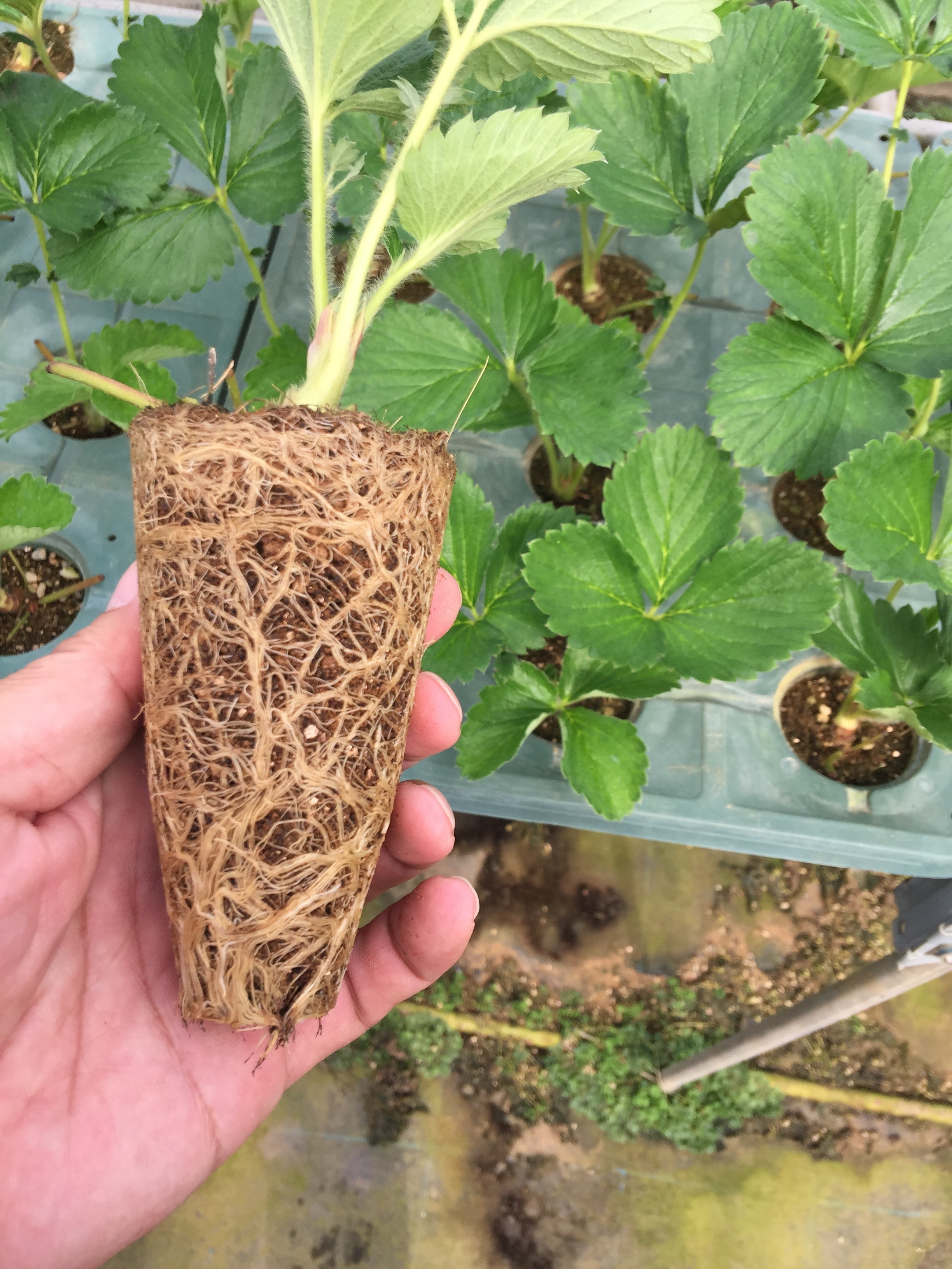イチゴ育苗専用培土のご紹介 | ㈱茨城生科研・AGRI WORLD