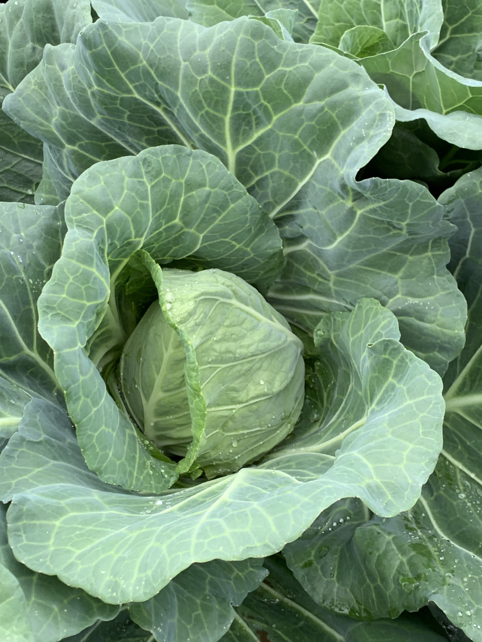 天気が悪い日が続いております 茨城生科研 Agri Worｌｄ