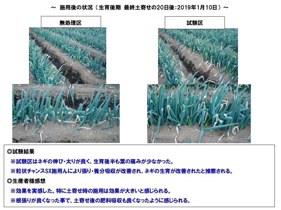 商品紹介~粒状チャンスSXからのネギ! | ㈱茨城生科研・AGRI 商品紹介~粒状チャンスSXからのネギ! | ㈱茨城生科研・AGRI