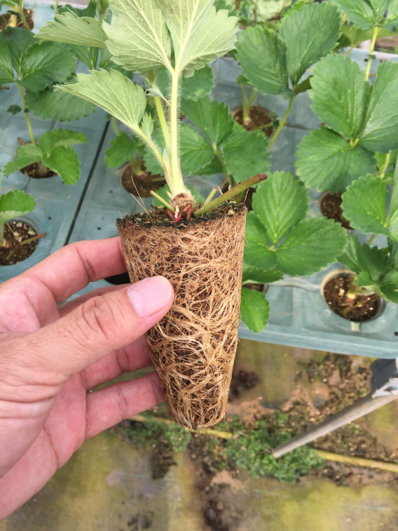 イチゴ専用育苗培土 ベリーグッ土 茨城生科研 Agri World イチゴ専用育苗培土 ベリーグッ土 茨城生科研 Agri World