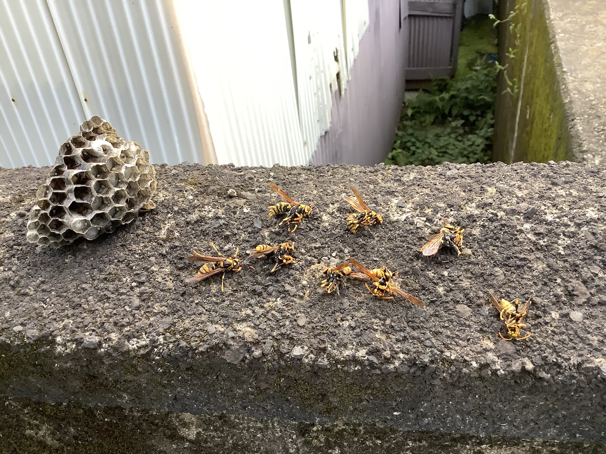 蜂の巣駆除〜②めっちゃ刺された〜  厚木いいはちみつ