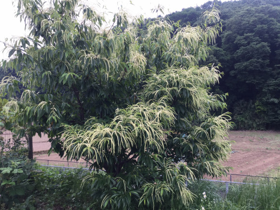 栗の花が咲きました 厚木いいはちみつ