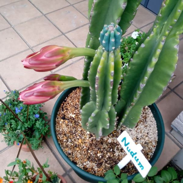柱サボテンの花 ワニくんの小屋