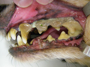 デンタルケア 無麻酔での歯石取りについて ベルク帝塚山 愛犬の健康を考えるドッグサロン