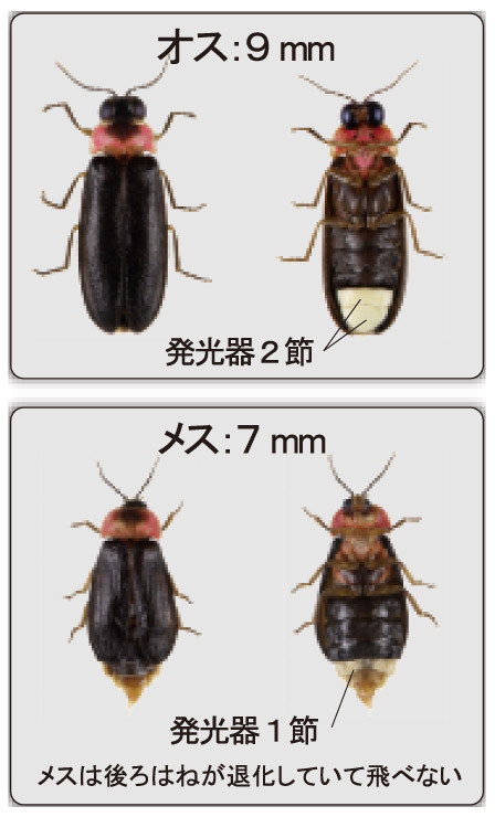 ヒメボタル 名古屋城外堀のヒメボタル