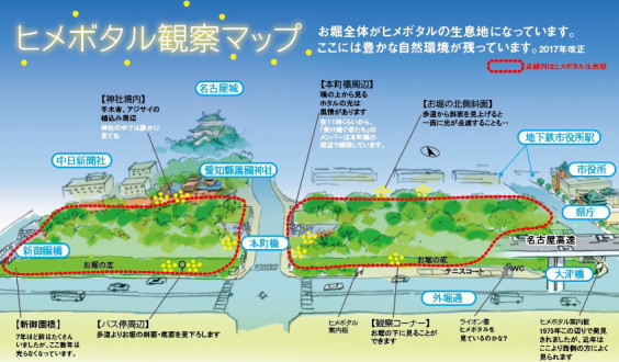 名古屋城外堀のヒメボタル