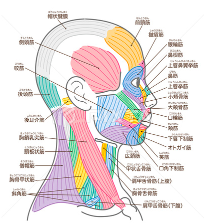 音叉・感情解放・オイル・アロマ・仙骨 | クラニオセイクラル 音叉・感情解放・オイル・アロマ・仙骨 | クラニオセイクラル